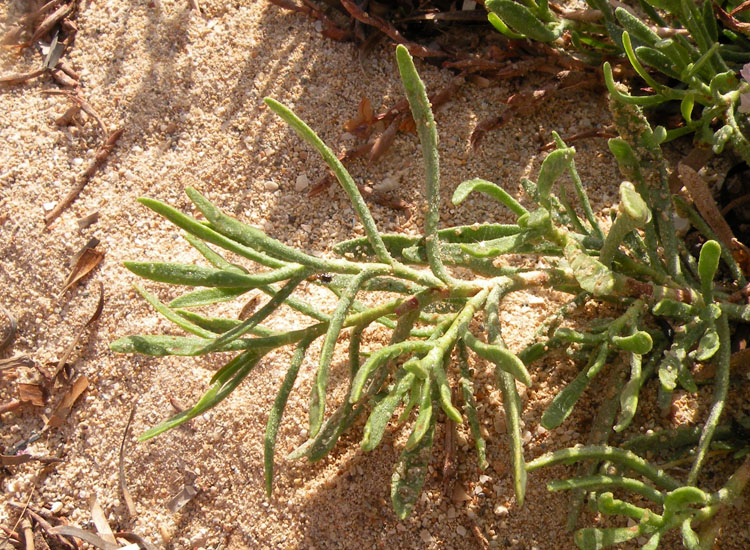 Sospetto Limonium dalla Tunisia